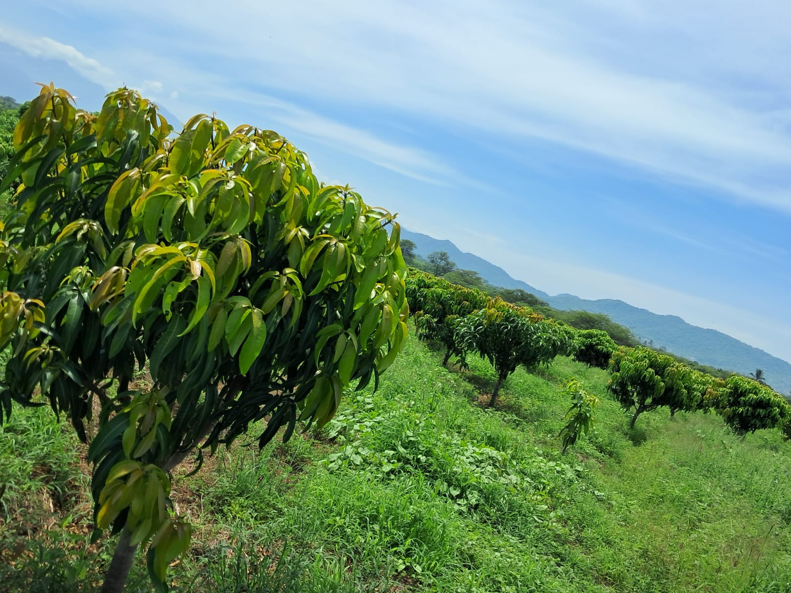 Fortalecimiento de la cadena agroacuícola Valle Salomita