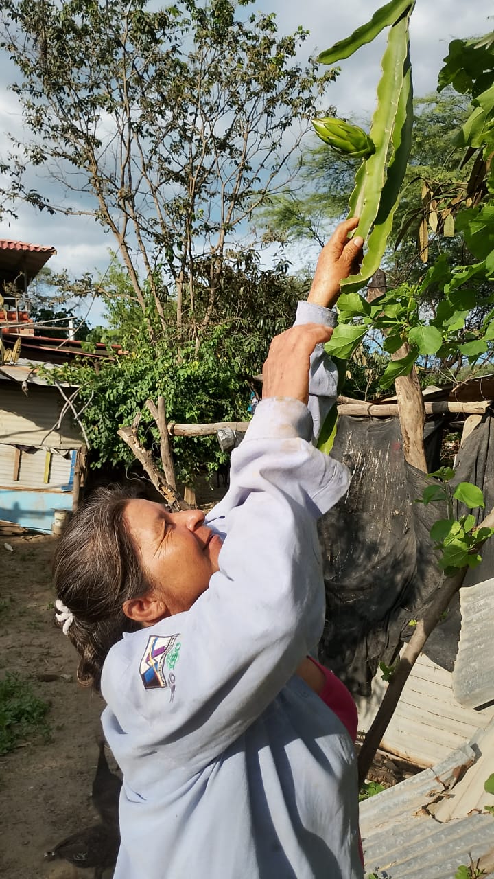 Socia cosechando frutos