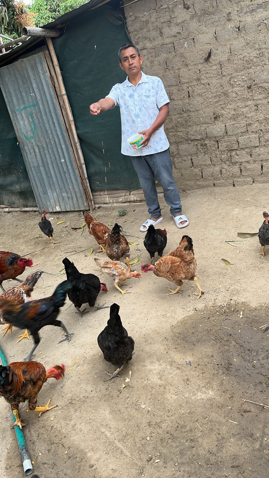 Avicultura organizada y biosegura